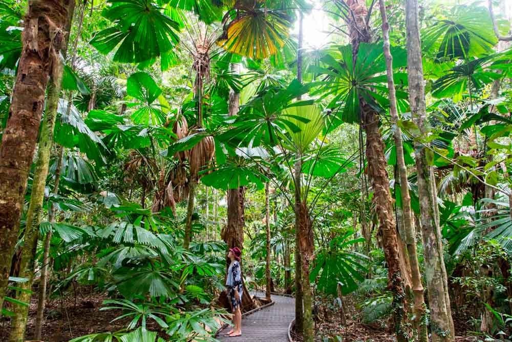 chica mirando los árboles en una selva
